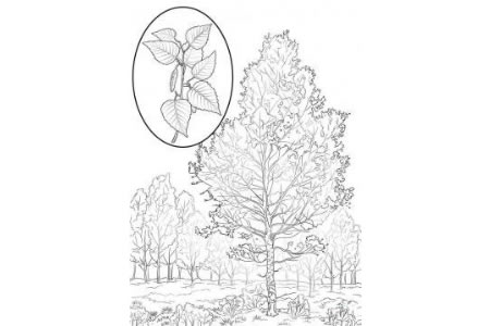 美国白桦树简笔画图片