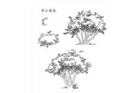 植物图片 中小乔木简笔画图片