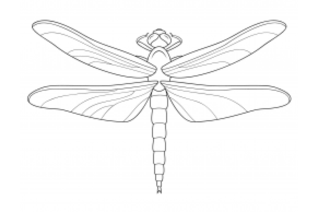 蜻蜓怎么画简单又漂亮