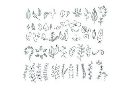 各种植物叶子简笔画