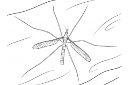 简单的蚊子简笔画