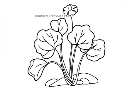 水生植物简笔画图片