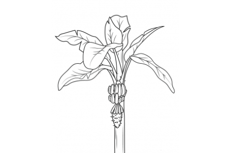 香蕉树的画法