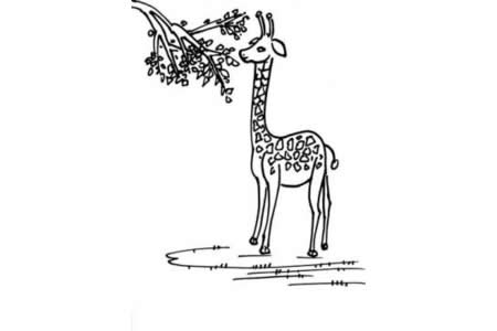 长颈鹿的简笔画画法