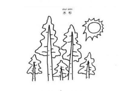 水杉简笔画