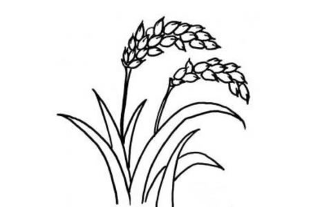 水稻简笔画图片