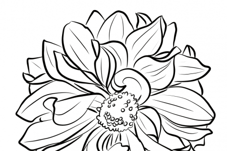 美丽的大丽花简笔画