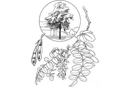 槐树树枝简笔画图片