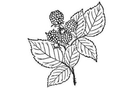 树莓简笔画