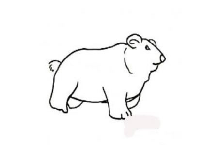 北极熊简笔画图片
