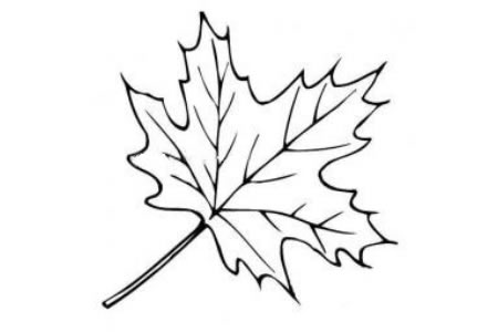 梧桐树叶简笔画
