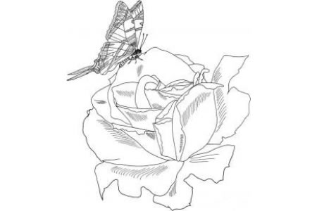 玫瑰花与蝴蝶简笔画图片