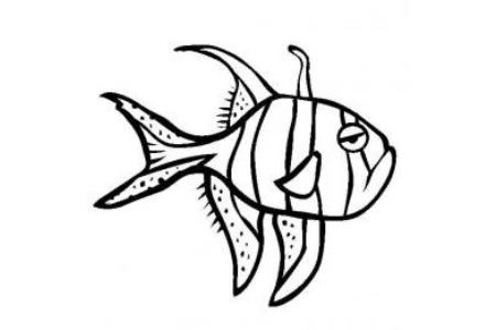 海洋生物图片 泗水玫瑰鱼简笔画图片
