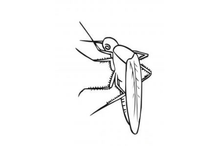 蚊子的简单画法
