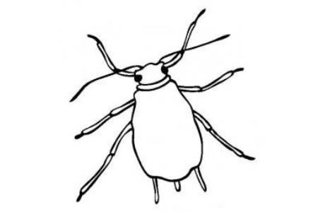 昆虫图片 蚜虫简笔画图片