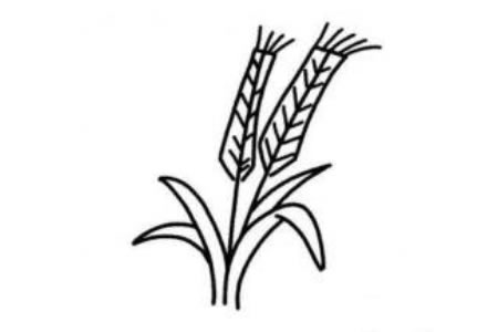 小麦简笔画图片
