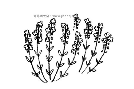 薰衣草简笔画教程