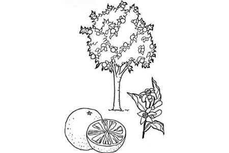橘子树简笔画图片