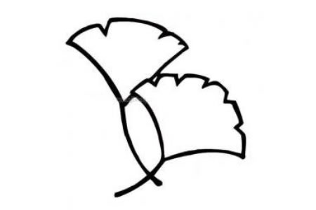 银杏树叶简笔画