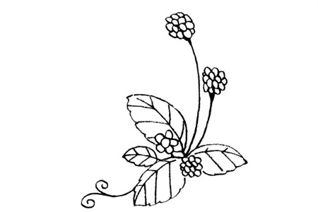 野草莓简笔画教程