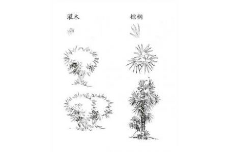 植物图片 灌木和棕榈简笔画画法