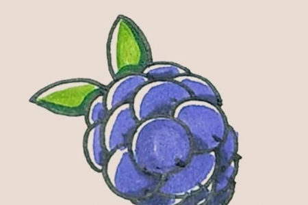 简笔画之黑莓