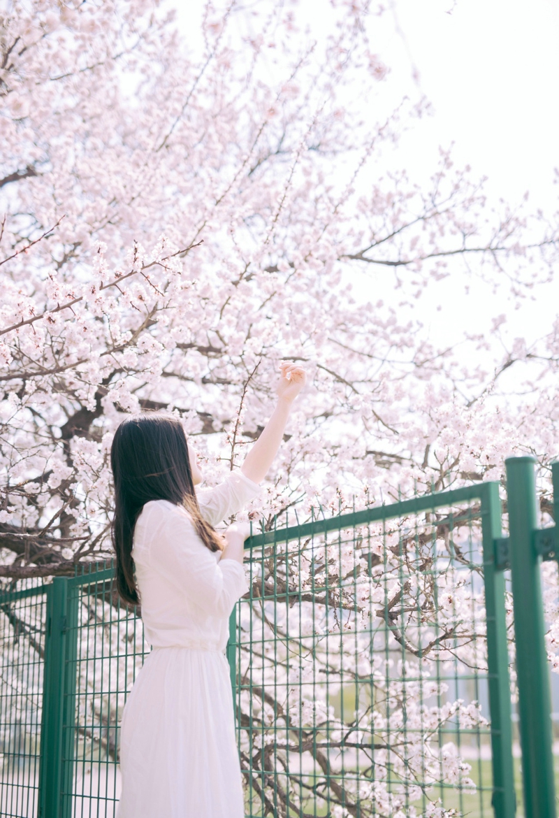 点击大图看下一张：春日樱花下清新白裙安静迷人美女