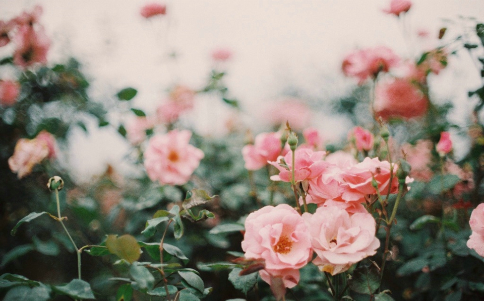 点击大图看下一张：玫瑰花海中的素颜清纯美女花香四溢