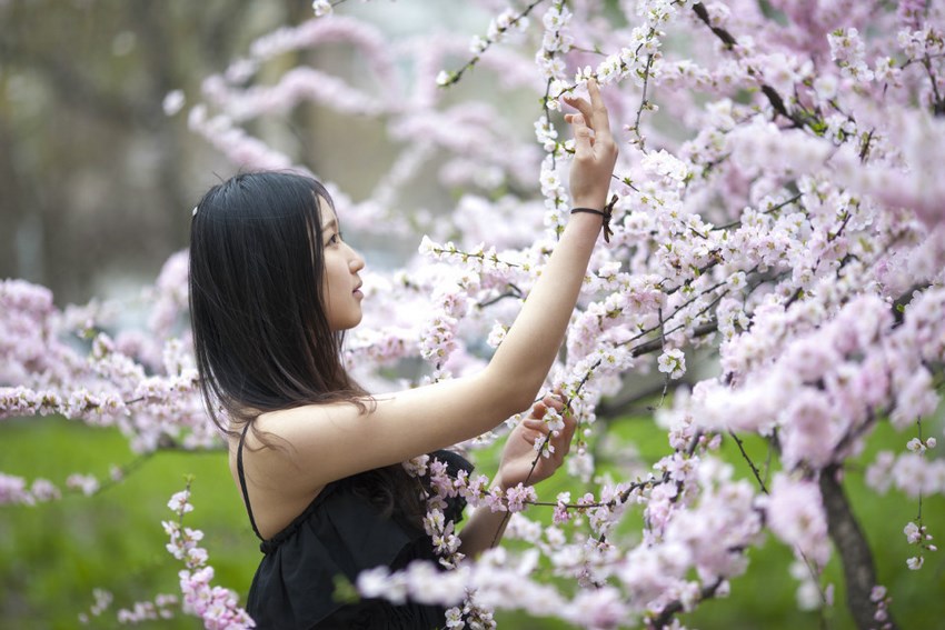 点击大图看下一张：清秀白皙少女樱花树下的粉嫩迷人写真