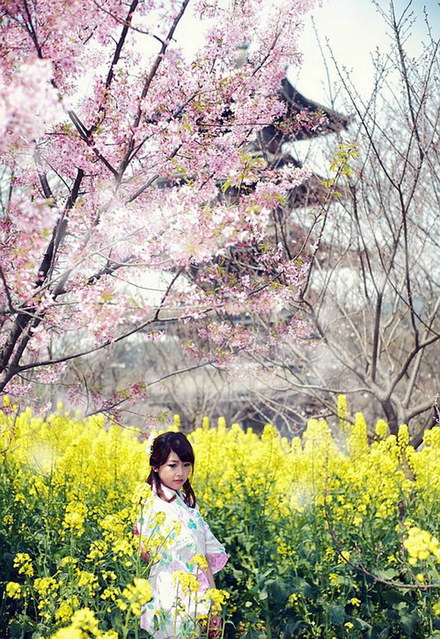 点击大图看下一张：清新樱花树下白皙迷人的和服古风美女写真