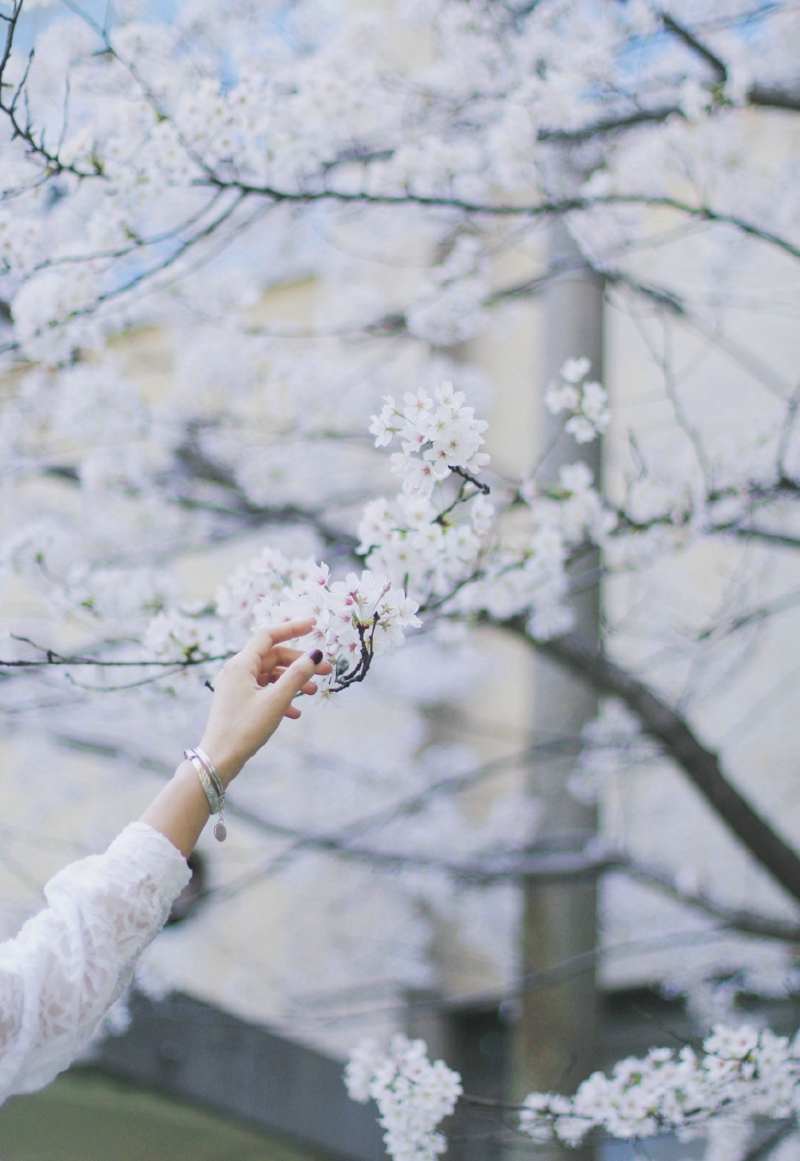 点击大图看下一张：樱花树下的白嫩少女娇美动人