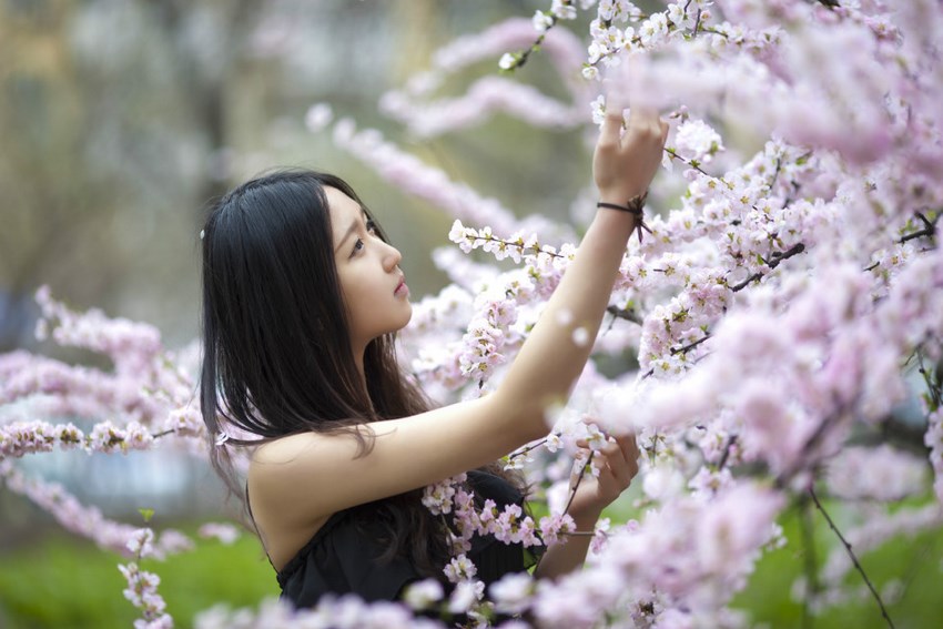 点击大图看下一张：清秀白皙少女樱花树下的甜美写真