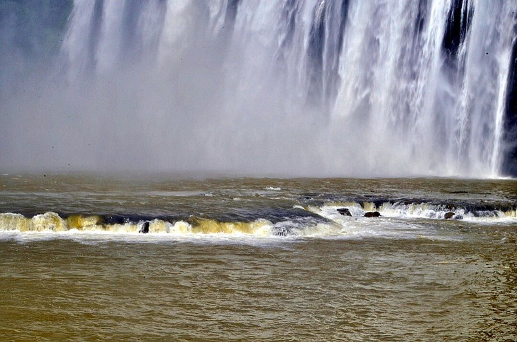 点击大图看下一张：不老的黄果树