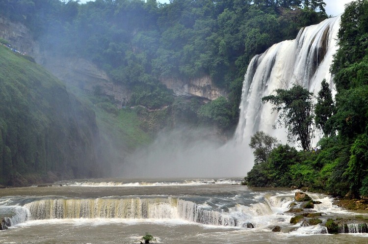 点击大图看下一张：不老的黄果树
