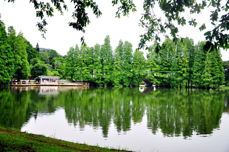 点击大图看下一张：广州.华南植物园