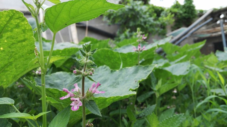 点击大图看下一张：盛夏的阜宁农村