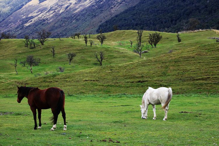 点击大图看下一张:新西兰南北岛自驾游之天堂牧场