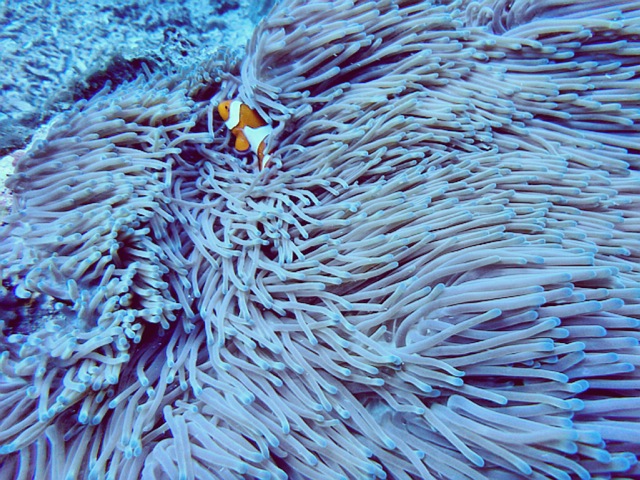点击大图看下一张：11月冲绳之旅