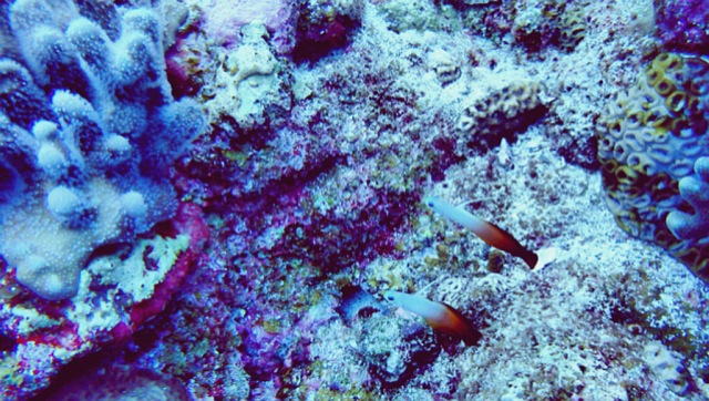 点击大图看下一张：11月冲绳之旅