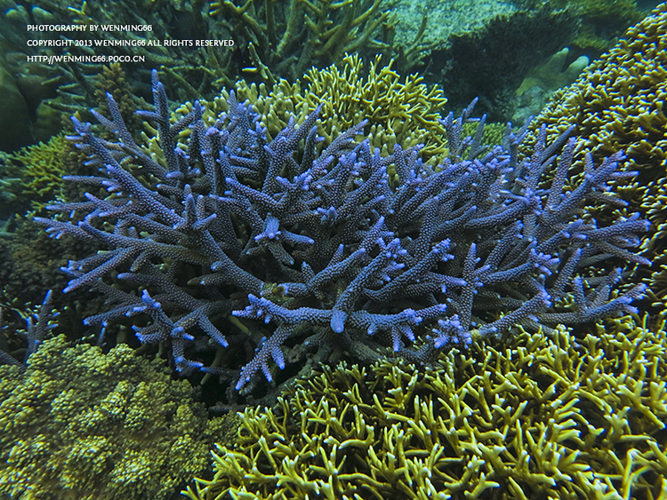 点击大图看下一张：马达京的海底大森林