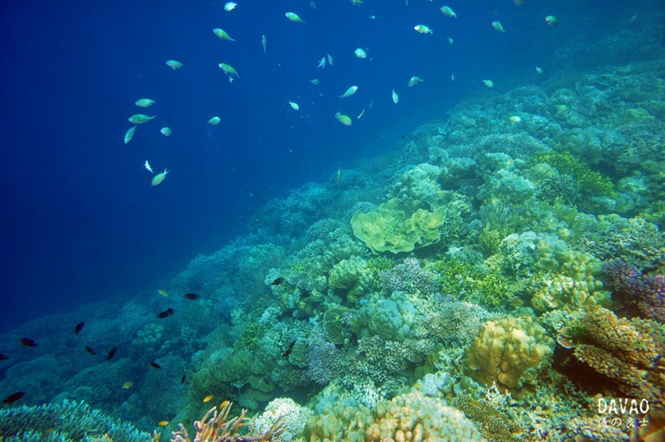点击大图看下一张：菲律宾达沃潜水