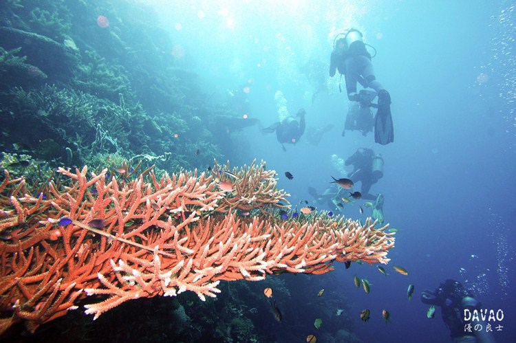 点击大图看下一张：菲律宾达沃潜水