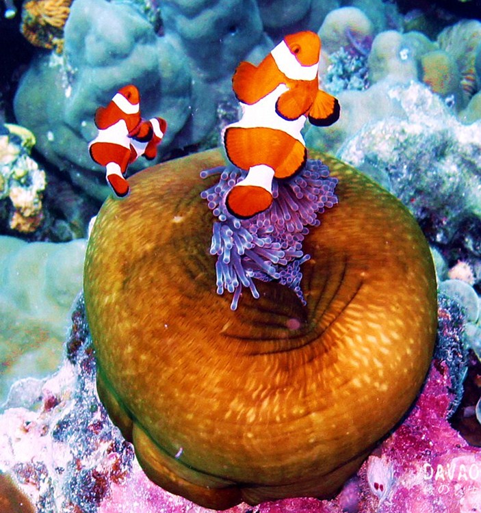 点击大图看下一张:菲律宾达沃潜水