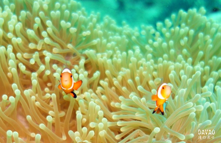 点击大图看下一张:菲律宾达沃潜水