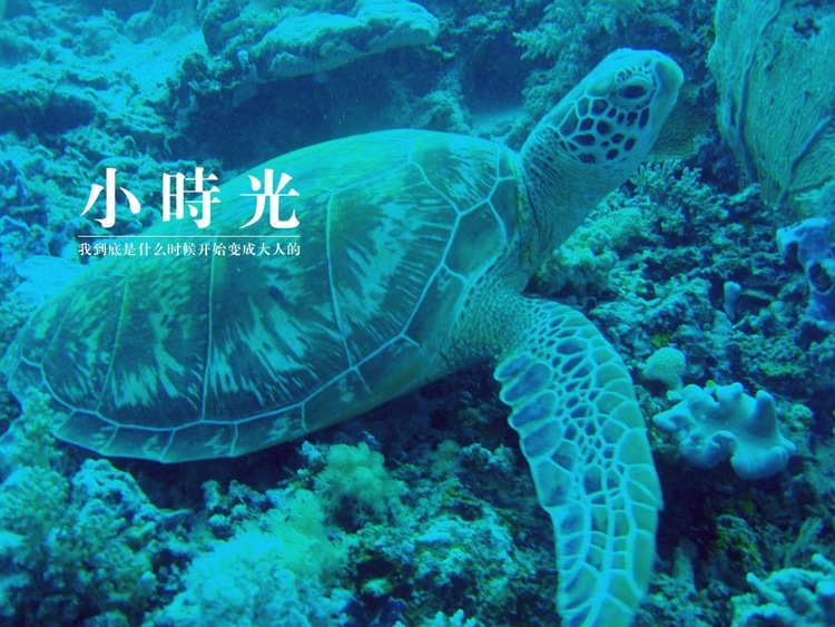 点击大图看下一张：马来西亚-潜水之旅