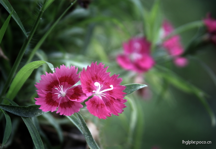 点击大图看下一张：今天画海，明天画蓝