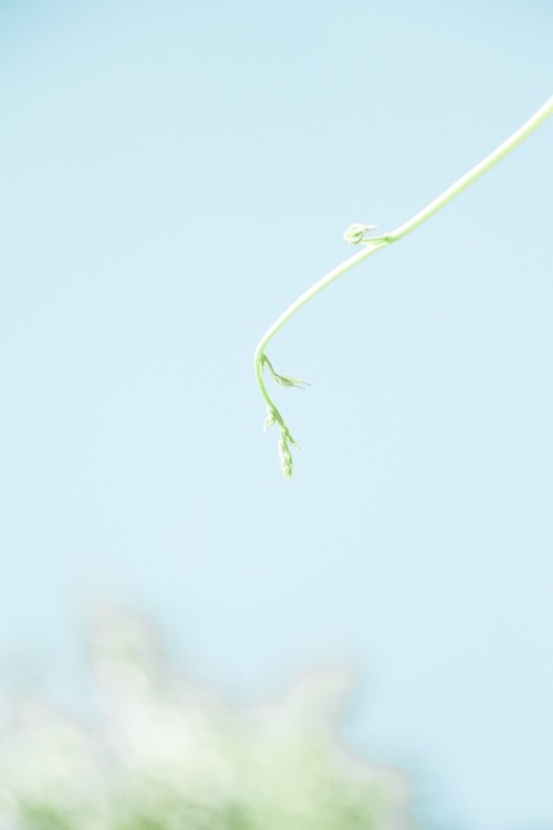 点击大图看下一张:夏日小清新