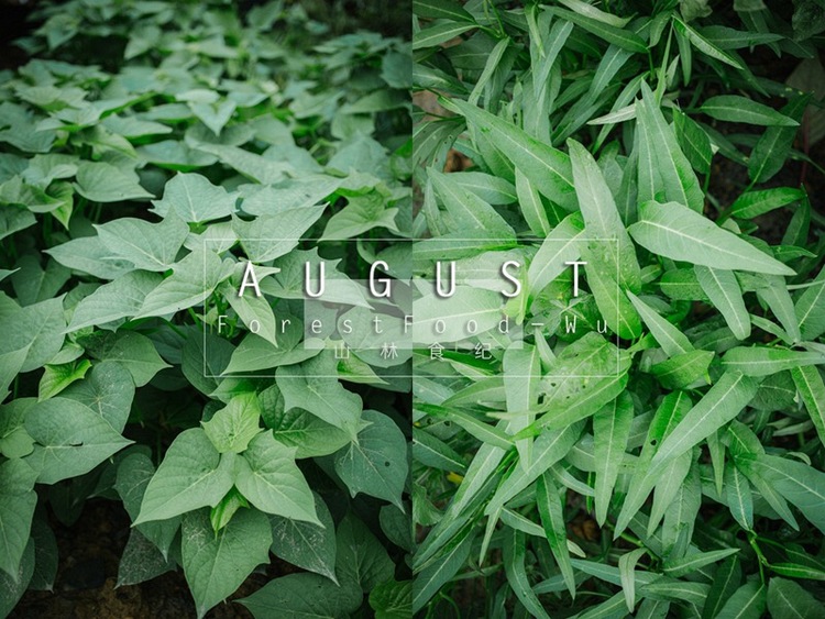 点击大图看下一张：八月家院小森林