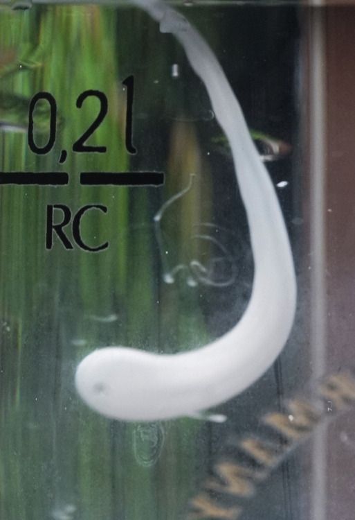 点击大图看下一张：水中精灵的舞蹈