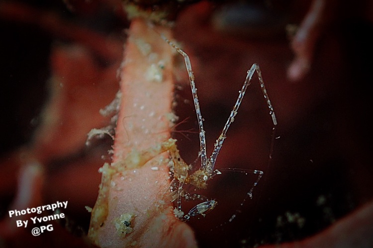 点击大图看下一张:Battangas channel